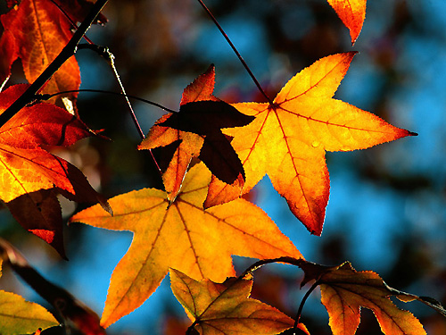 Осенние листья на ветвях