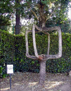 Скульптуры из живых деревьев