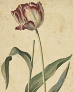 Georg Dionysius Ehret Tulip 