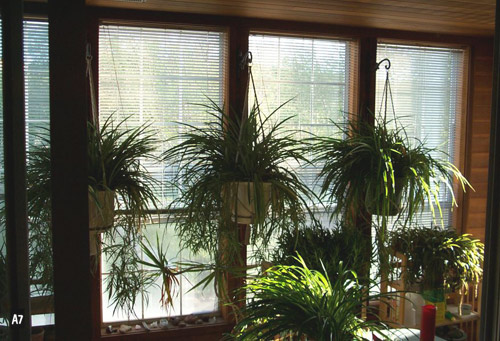 Растения у окна